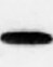 Human BAFF/BLyS/TNFSF13B Antibody MAB1241