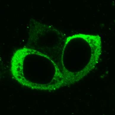 Mouse Galectin‑1 Antibody MAB1245