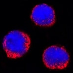 Human Fc gamma  RI/CD64 Antibody MAB1257