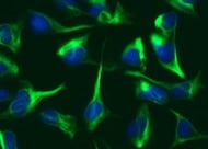 Human Nestin Antibody MAB1259