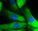 Human Nestin Antibody MAB1259