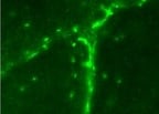 Rat Glut4 Antibody MAB1262