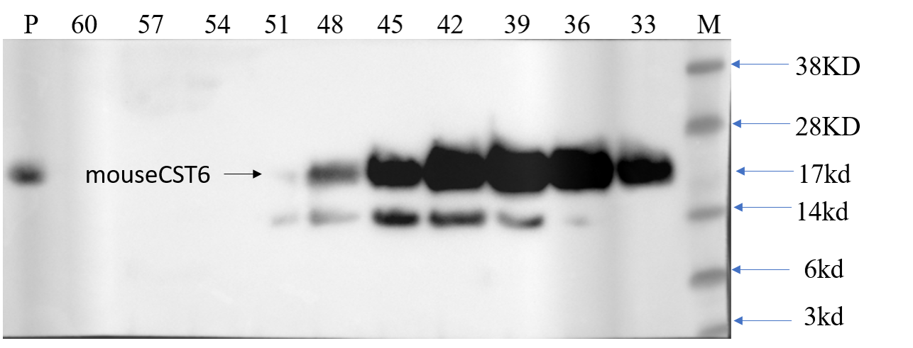 Mouse Cystatin E/M Antibody MAB1284