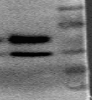 Mouse Cystatin E/M Antibody MAB1284