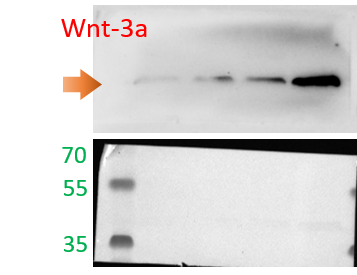 Human/Mouse Wnt‑3a Antibody MAB13242