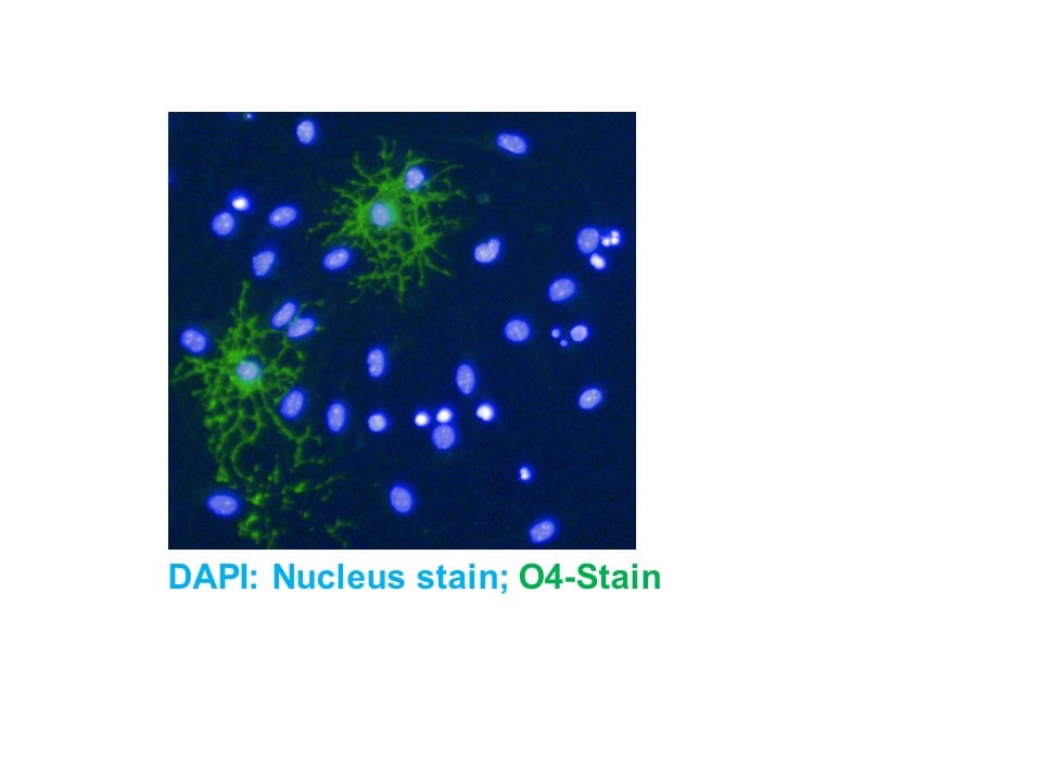 Human/Mouse/Rat/Chicken Oligodendrocyte Marker O4 Antibody MAB1326