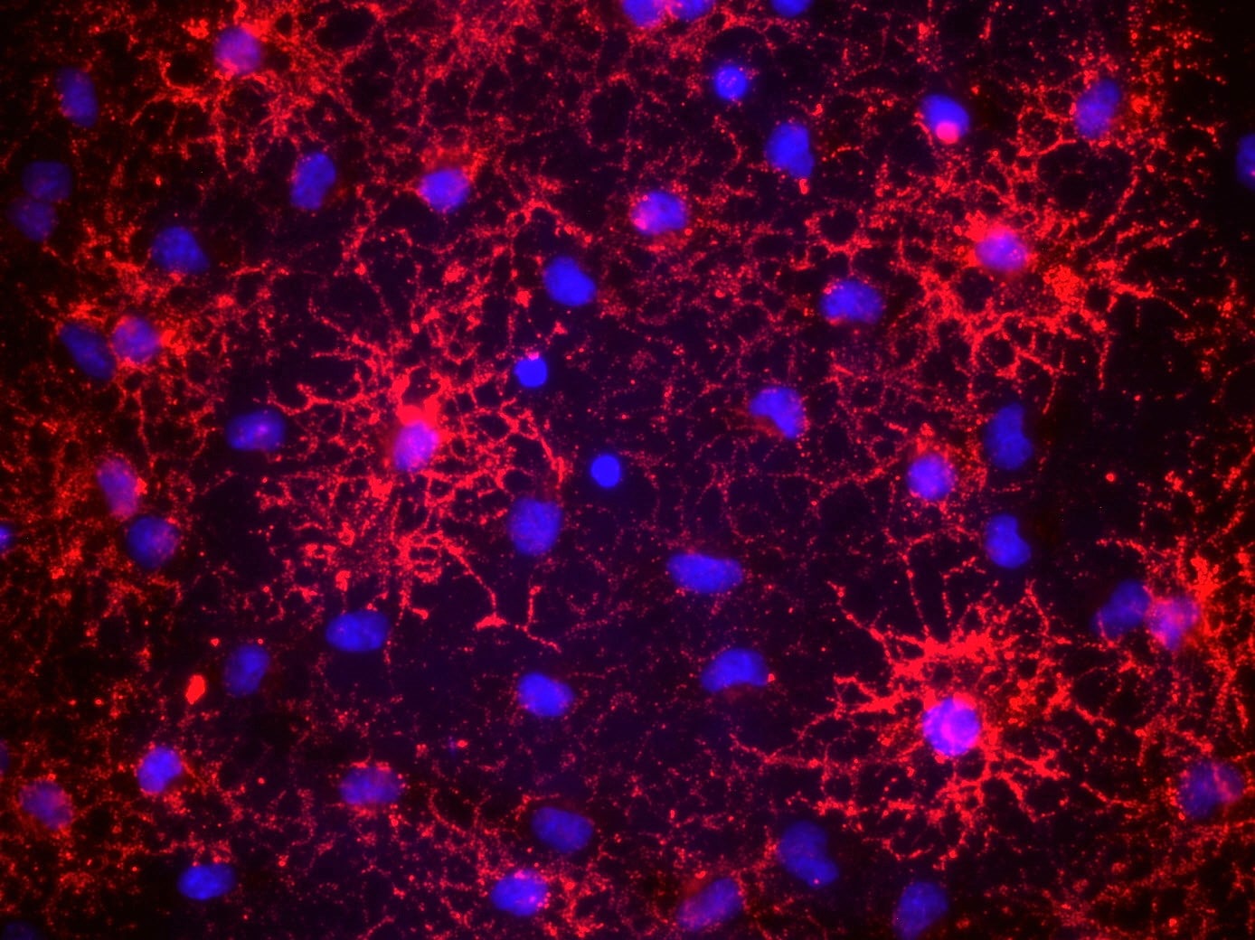 Human/Mouse/Rat/Chicken Oligodendrocyte Marker O4 Antibody MAB1326