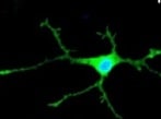 Human/Mouse/Rat/Chicken Oligodendrocyte Marker O4 Antibody MAB1326