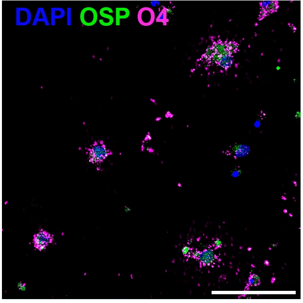 Human/Mouse/Rat/Chicken Oligodendrocyte Marker O4 Antibody MAB1326