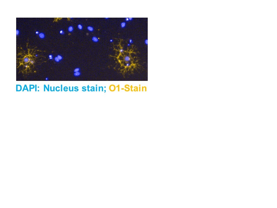Human/Mouse/Rat/Chicken Oligodendrocyte Marker O1 Antibody MAB1327