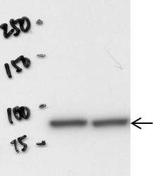 Human beta-Catenin Antibody MAB13291