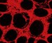 Human beta-Catenin Antibody MAB13291