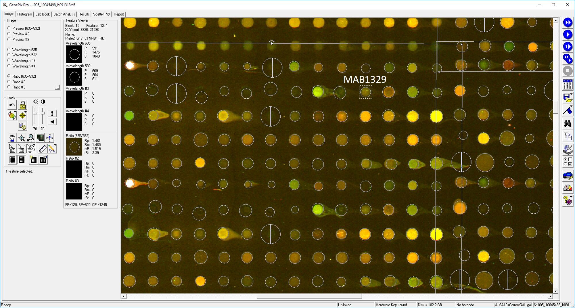 Human/Mouse/Rat  beta ‑Catenin Antibody MAB1329