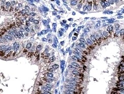 Human Kallikrein 3/PSA Antibody MAB1344