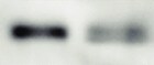 Mouse Granzyme G Antibody MAB1346