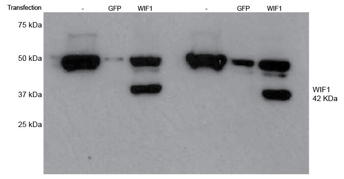 Human WIF‑1 Antibody MAB134