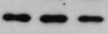 Human/Mouse/Bovine Integrin  alpha 6/CD49f Antibody MAB13501