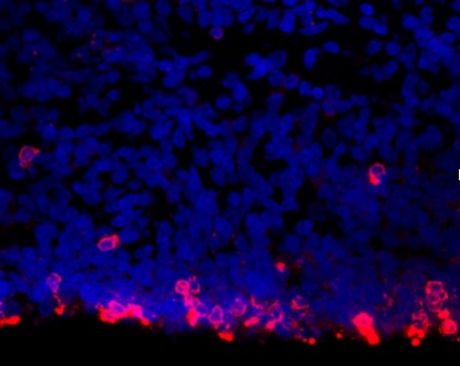 Human/Mouse/Bovine Integrin  alpha 6/CD49f Antibody MAB13501