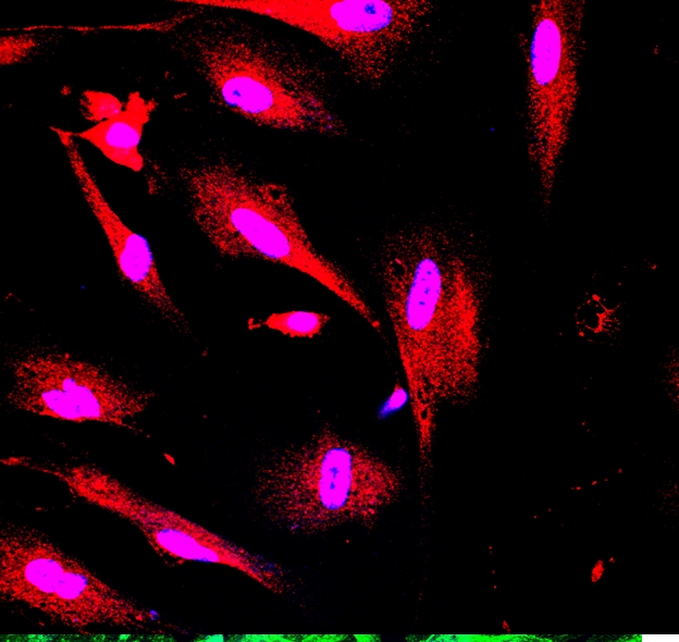 Human/Mouse alpha-Fetoprotein/AFP Antibody MAB1368