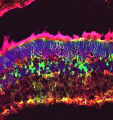 Human/Mouse alpha-Fetoprotein/AFP Antibody MAB1368