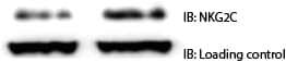 Human NKG2C/CD159c Antibody MAB1381
