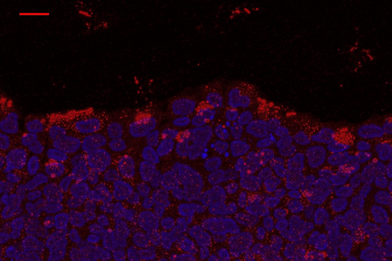 Human/Mouse DLL4 Antibody MAB1389