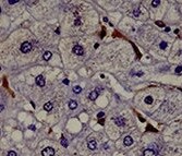 Human/Mouse DLL4 Antibody MAB1389