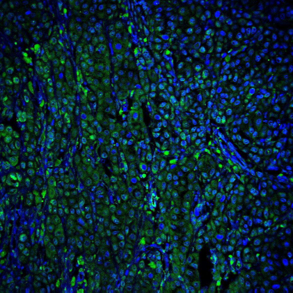 Human B7‑1/CD80 Antibody MAB140