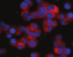 Human C-Peptide Antibody MAB14171