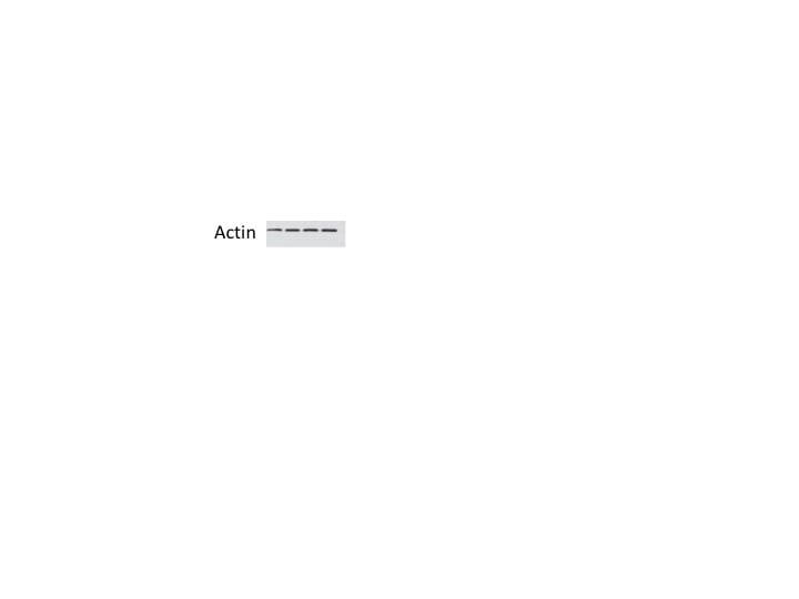 Human/Mouse/Rat  alpha ‑Smooth Muscle Actin Antibody MAB1420