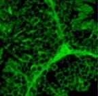 Human/Mouse/Rat  alpha ‑Smooth Muscle Actin Antibody MAB1420