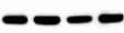 Human/Mouse/Rat  alpha ‑Smooth Muscle Actin Antibody MAB1420