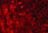 Human CD45 Antibody MAB14302