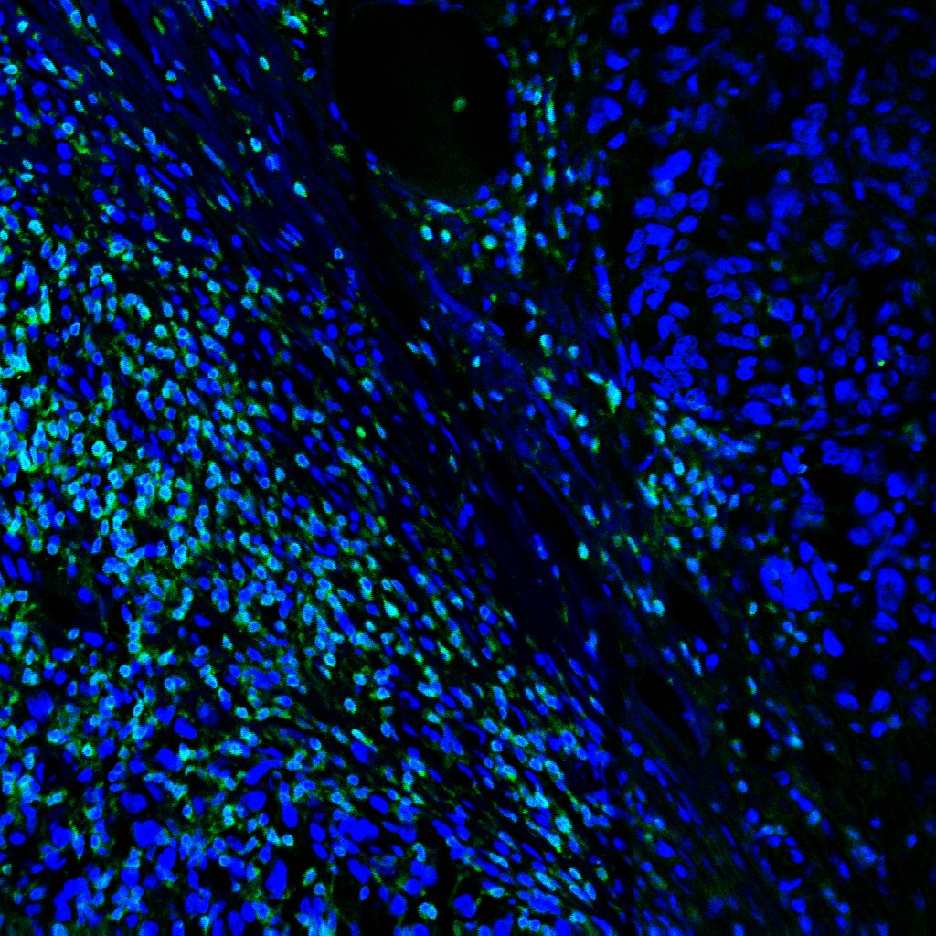 Human CD45 Antibody MAB1430