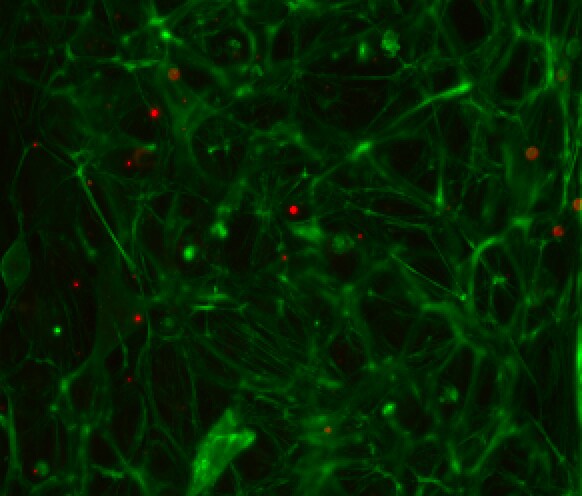 Human CD45 Antibody MAB1430