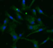 Human/Mouse SSEA‑4 Antibody MAB1435