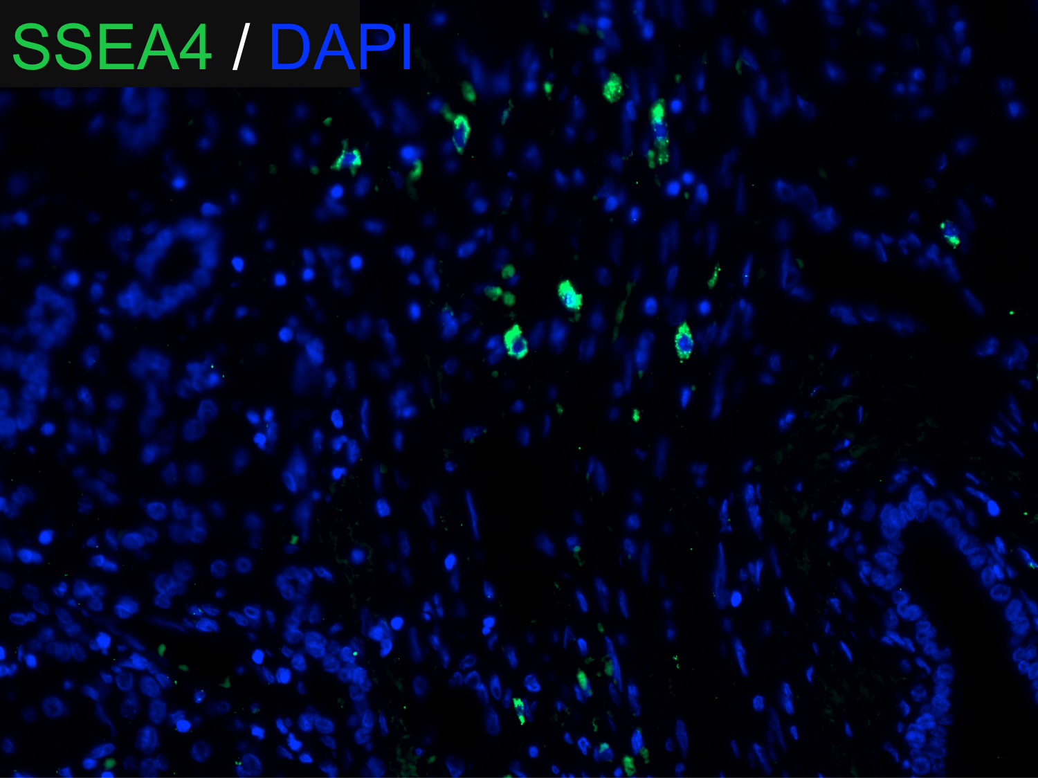 Human/Mouse SSEA‑4 Antibody MAB1435