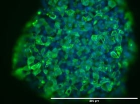 Human/Mouse SSEA‑4 Antibody MAB1435