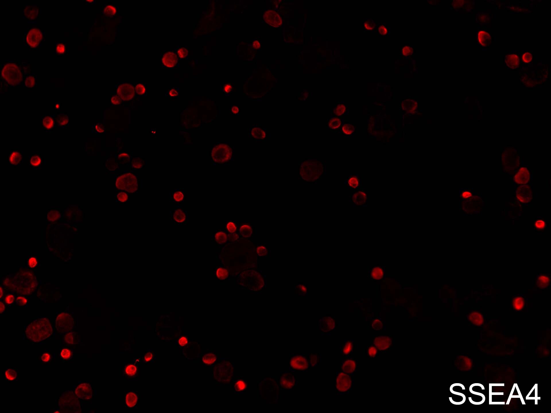 Human/Mouse SSEA‑4 Antibody MAB1435