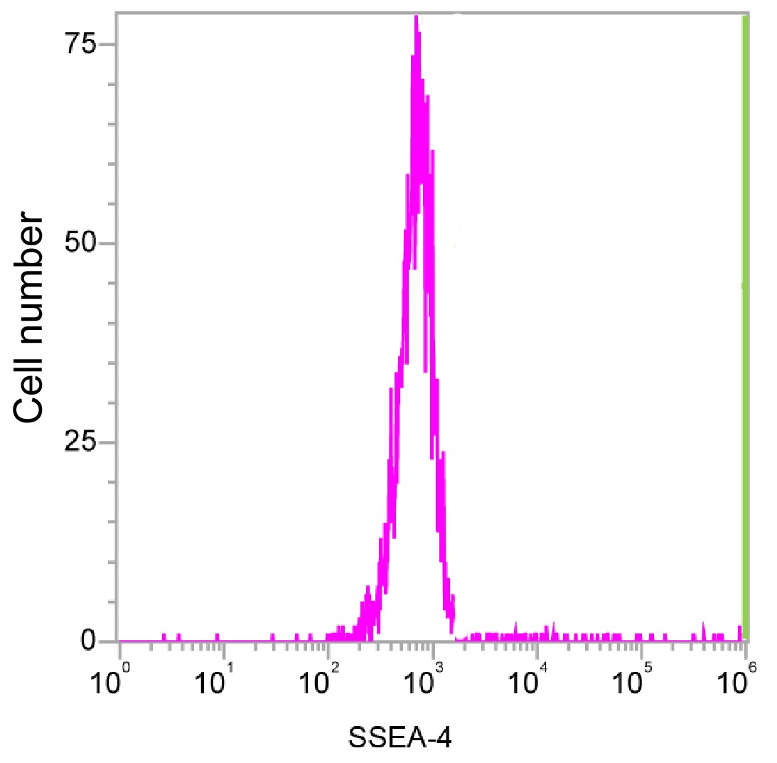 Human/Mouse SSEA‑4 Antibody MAB1435