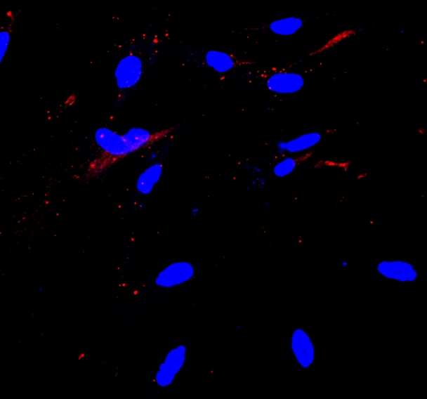 Human Serum Albumin Antibody MAB1455