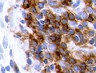 Human TLR4 Antibody MAB14784