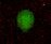 Human IL‑17D Antibody MAB1504