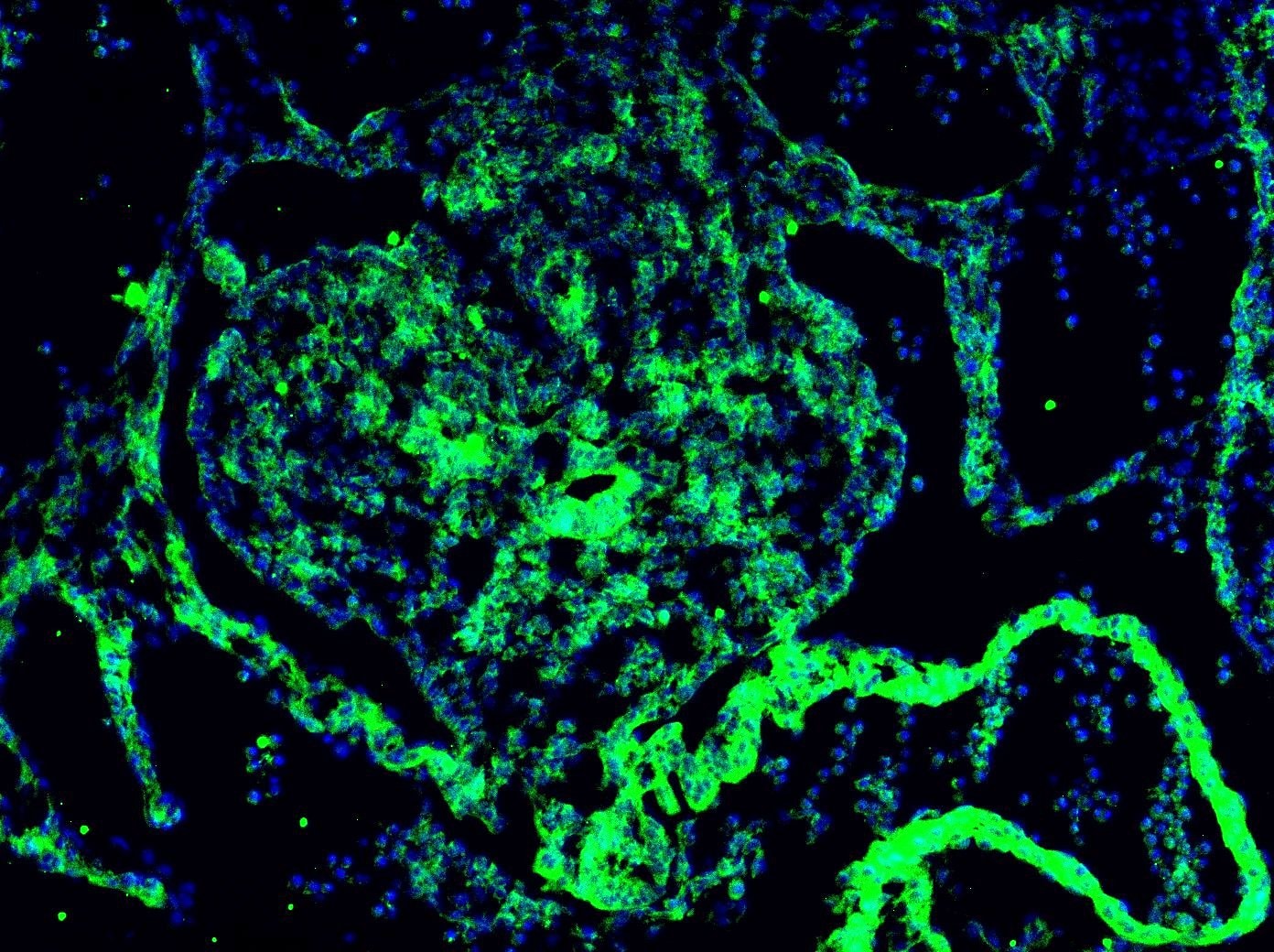 Human DLL4 Antibody MAB1506
