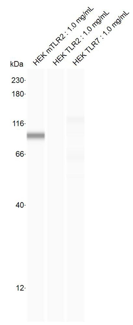 Mouse TLR2 Antibody MAB1530