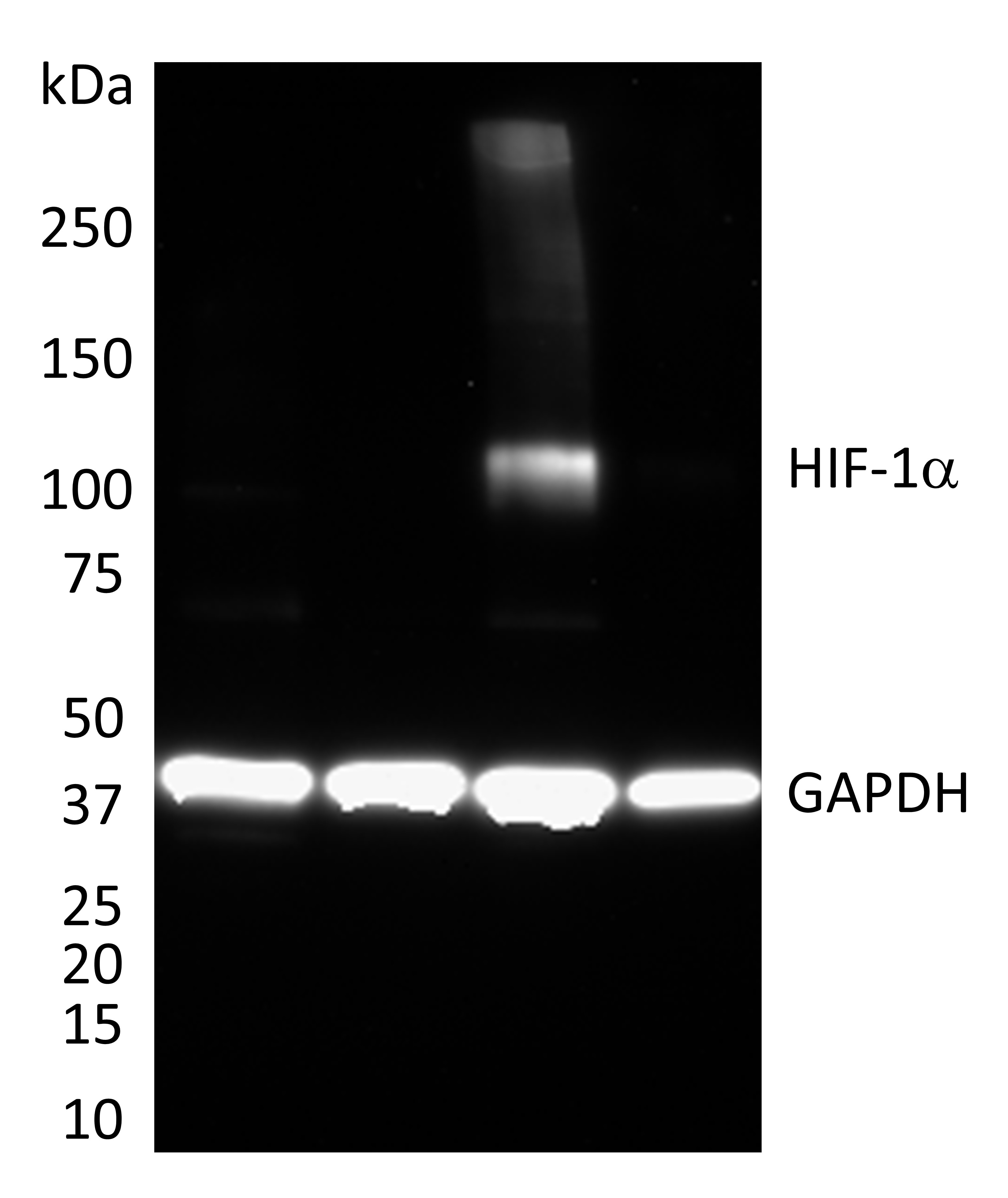 Human/Mouse/Rat HIF-1 alpha/HIF1A Antibody MAB1536