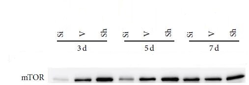 Human/Mouse TOR Antibody MAB1537