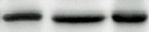 Mouse NKG2D/CD314 Antibody MAB1547