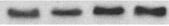 Mouse Podocalyxin Antibody MAB1556