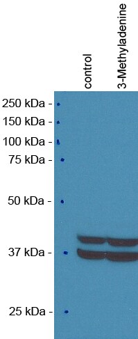 Human/Mouse/Rat ERK1/ERK2 Antibody MAB15761